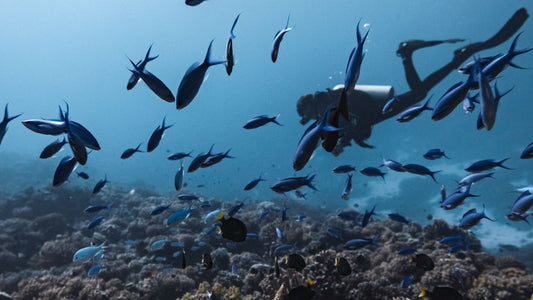 Discovery Scuba Diving - Mundo Submarino | CDC Veracruz, Veracruz
